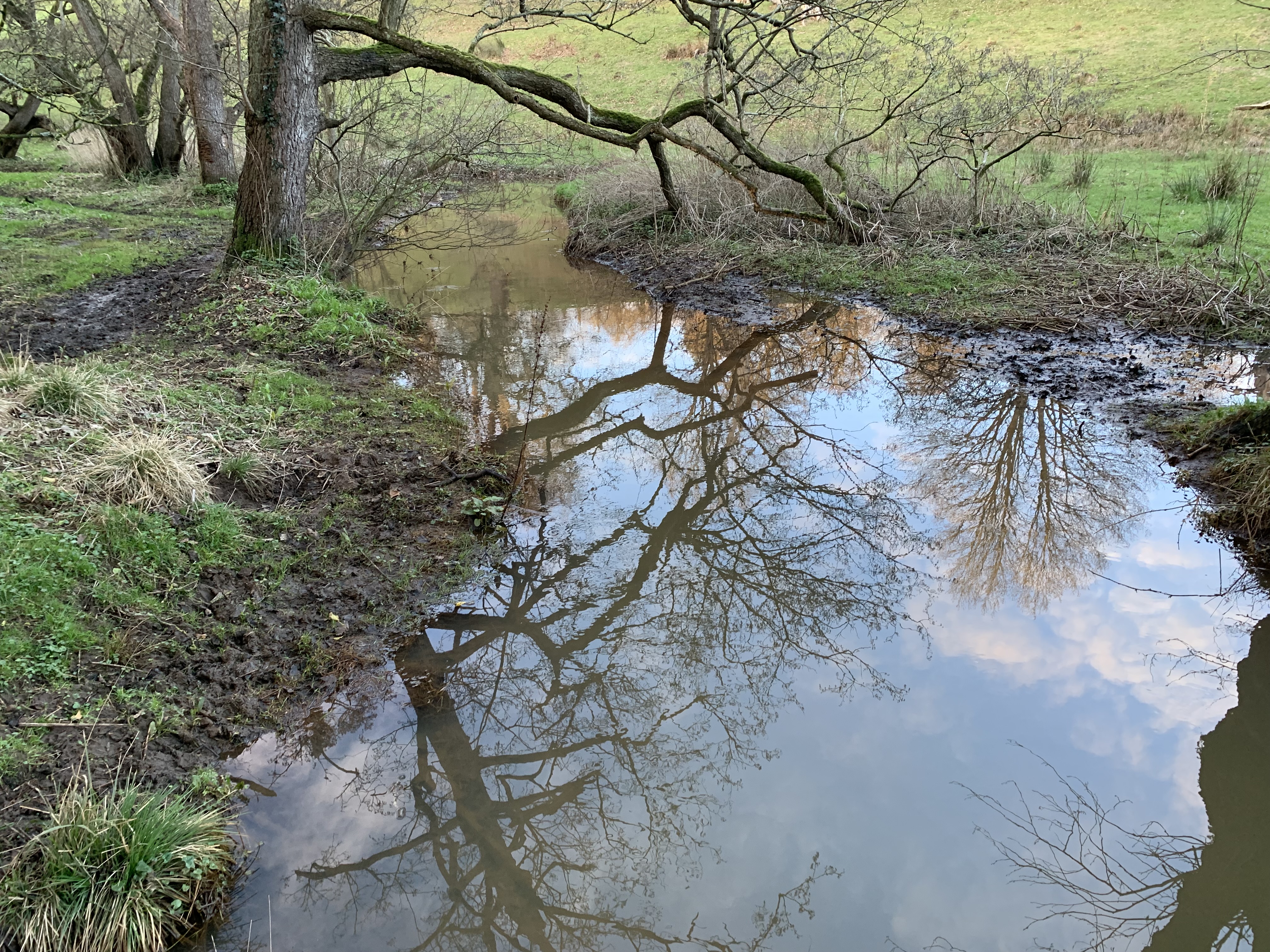 A reflective puddle on the Hawarden estate